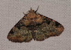 Metalectra quadrisignata