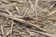 Sympetrum fonscolombii