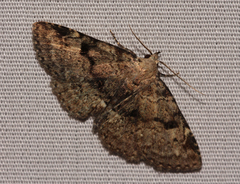 Metalectra quadrisignata