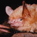 Morris' Mouse-eared Bat - Photo (c) Jakob Fahr, some rights reserved (CC BY-NC), uploaded by Jakob Fahr