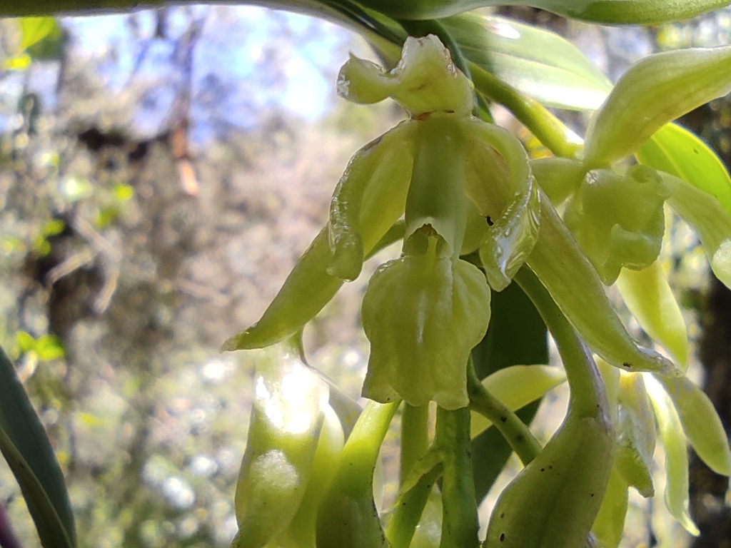 Epidendrum megaloclinium Hágsater & Dodson 2