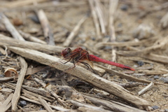 Sympetrum fonscolombii