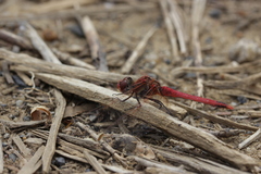 Sympetrum fonscolombii