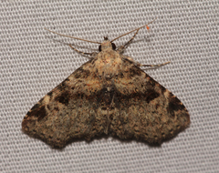 Metalectra quadrisignata