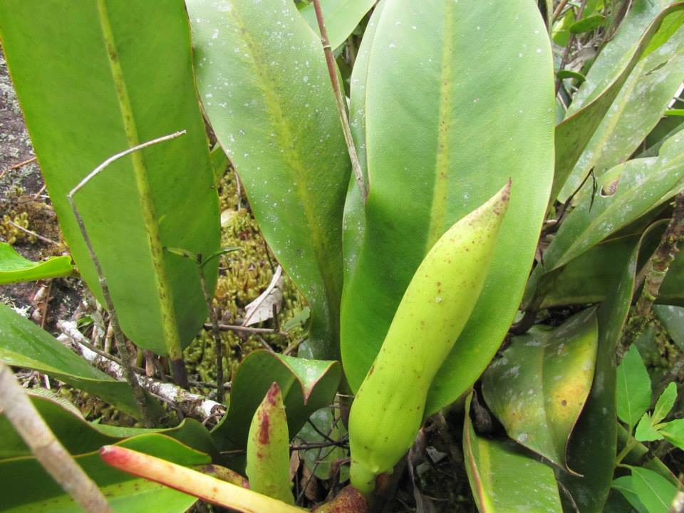 Philodendron edmundoi