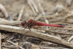 Sympetrum fonscolombii