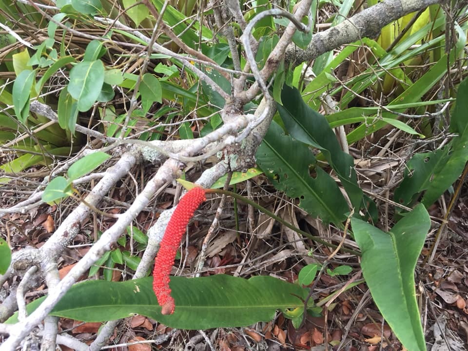 Anthurium maricense