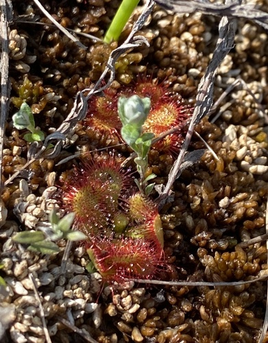 Image of Drosera natalensis by (c) Sunčana Bradley, some rights reserved (CC BY)