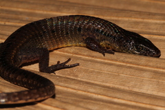 Taylor's Largescale Lizard photo 1