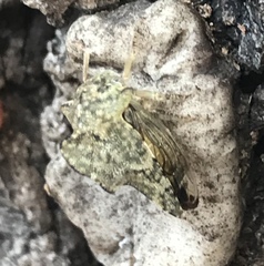 Telamonini