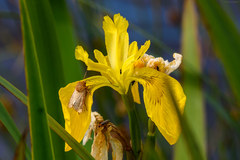 Eriopygodes imbecilla