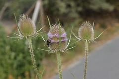 Dipsacus fullonum