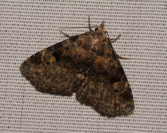 Metalectra quadrisignata