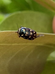 Cryptocephalus nigrocinctus