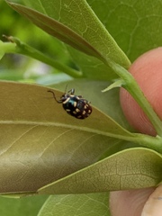 Cryptocephalus nigrocinctus