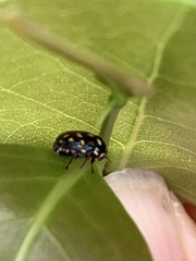 Cryptocephalus nigrocinctus