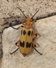 Pyrota fasciata
