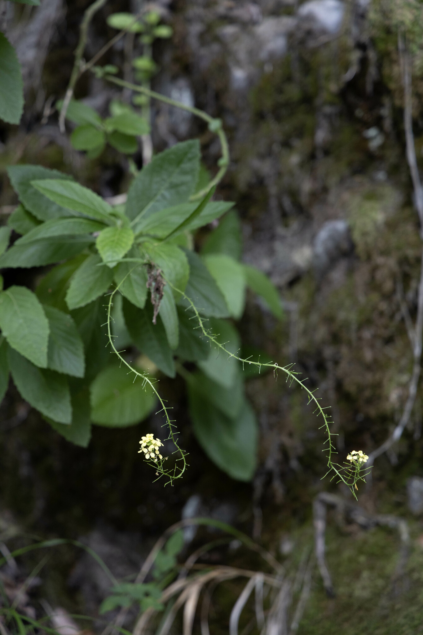 Sinapidendron Rupestre (Sinapidendron rupestre)