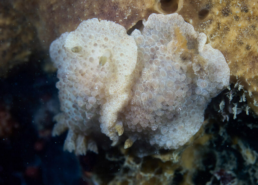 Carminodoris nodulosa