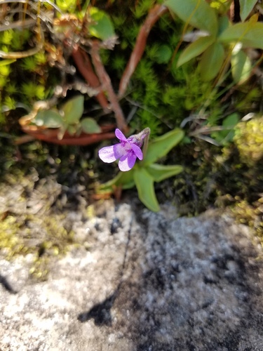 Pinguicula vulgaris