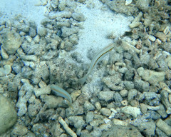 Halichoeres scapularis