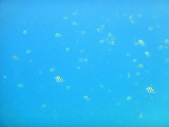 Abudefduf vaigiensis