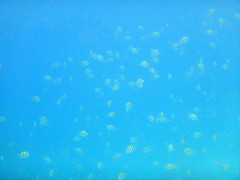 Abudefduf vaigiensis