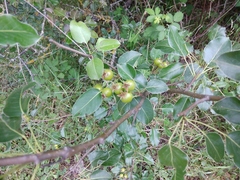 Pyrus communis caucasica