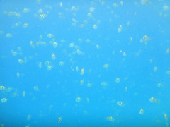 Abudefduf vaigiensis