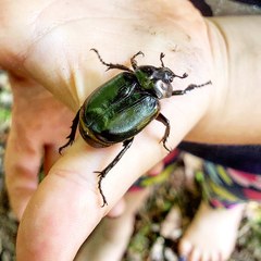 Osmoderma eremicola