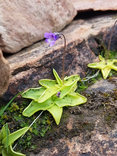 Pinguicula vulgaris