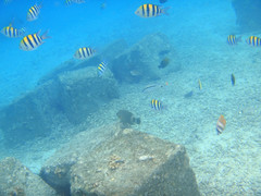 Abudefduf vaigiensis