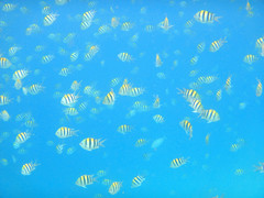 Abudefduf vaigiensis