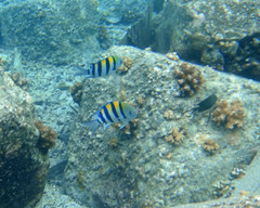 Abudefduf vaigiensis