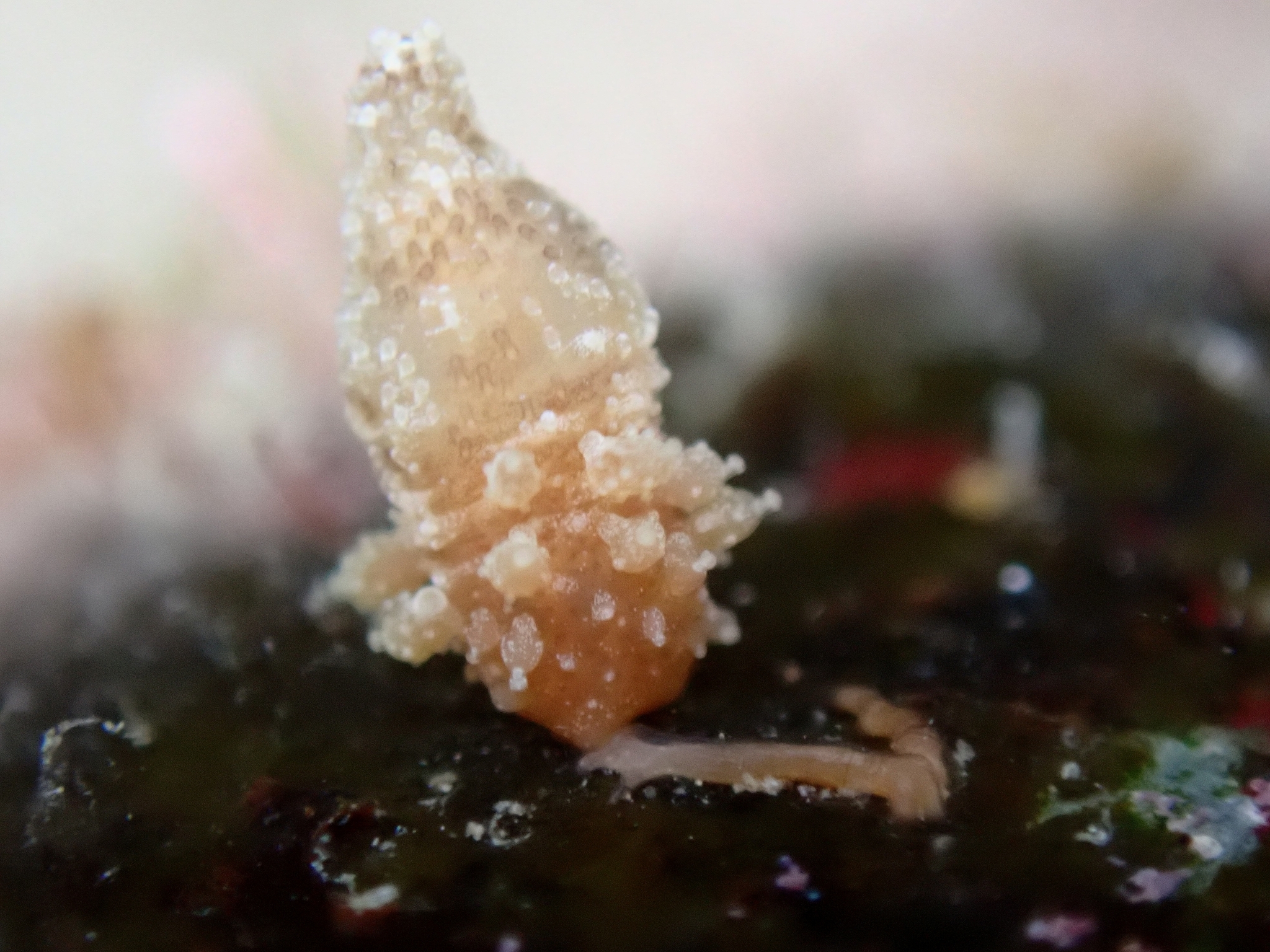 Candelabrum cocksii