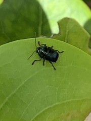 Cryptocephalus nigrocinctus