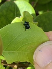 Cryptocephalus nigrocinctus