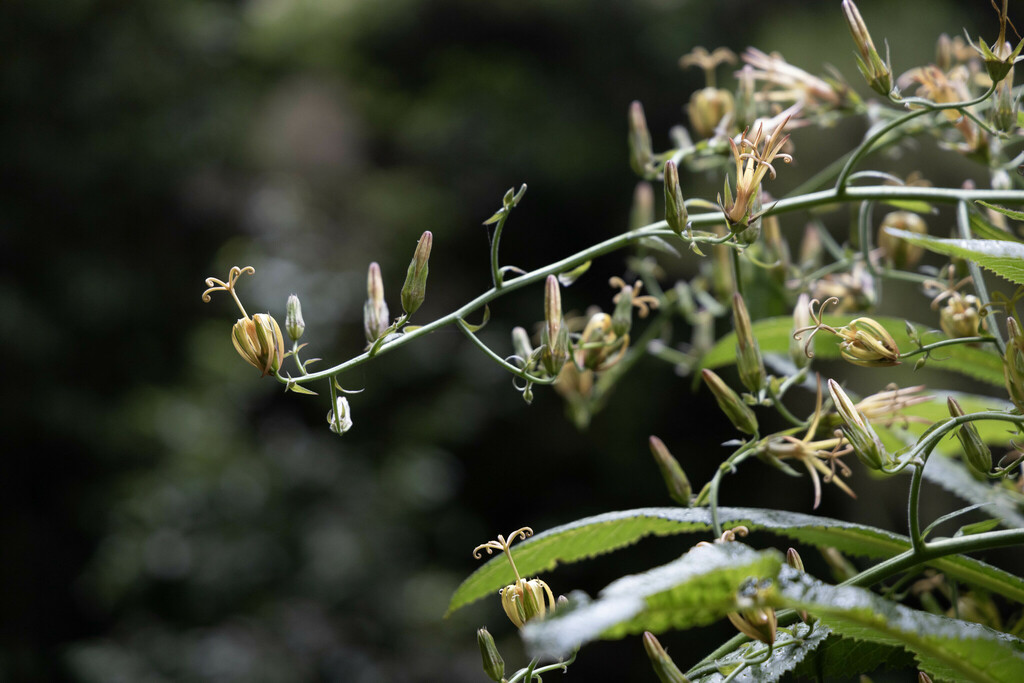 Musschia wollastonii; photograph (c) Denys Vynokurov, some rights reserved (CC BY)