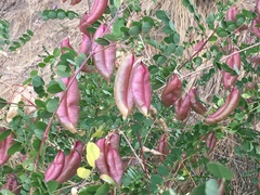 Colutea
