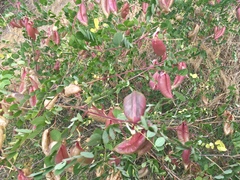 Colutea