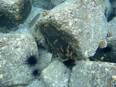 Chaetodon kleinii