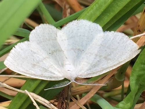 Pilkajuostis Balsvasprindis nuotrauka