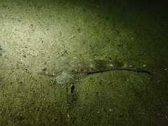 Platycephalus westraliae