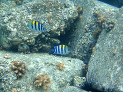 Abudefduf vaigiensis