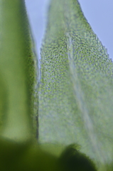 Claopodium whippleanum