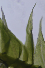 Claopodium whippleanum