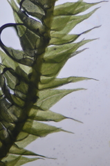 Claopodium whippleanum