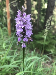 Dactylorhiza maculata