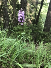 Dactylorhiza maculata