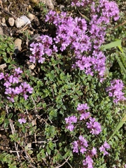 Thymus praecox polytrichus